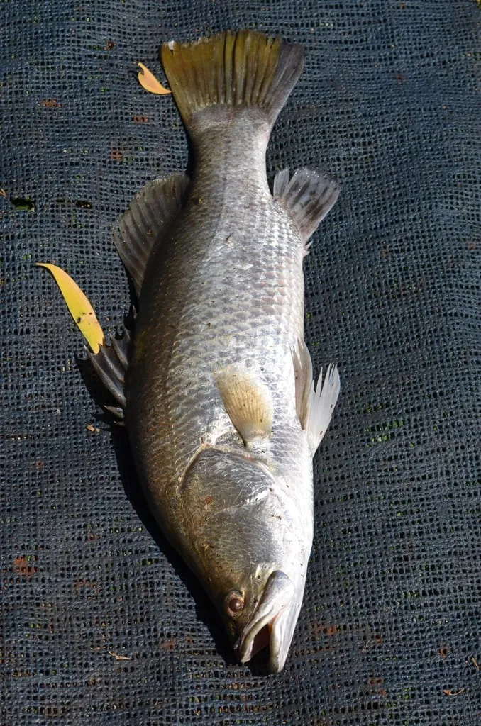 A whole barramundi, also known as Asian sea bass