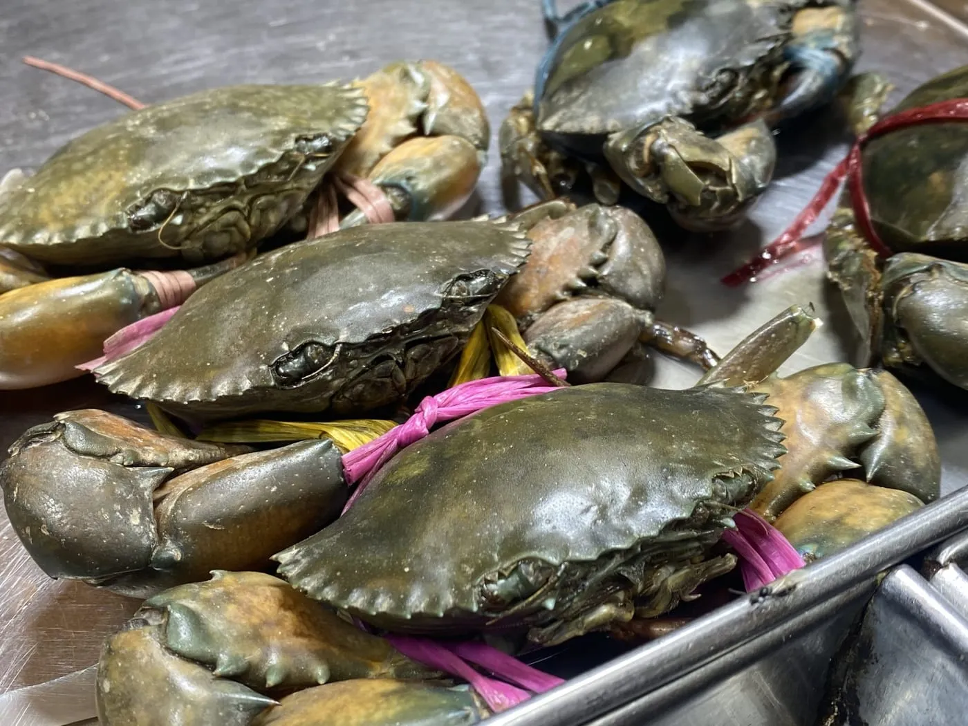 Fresh crabs on a market tray, pincers tied