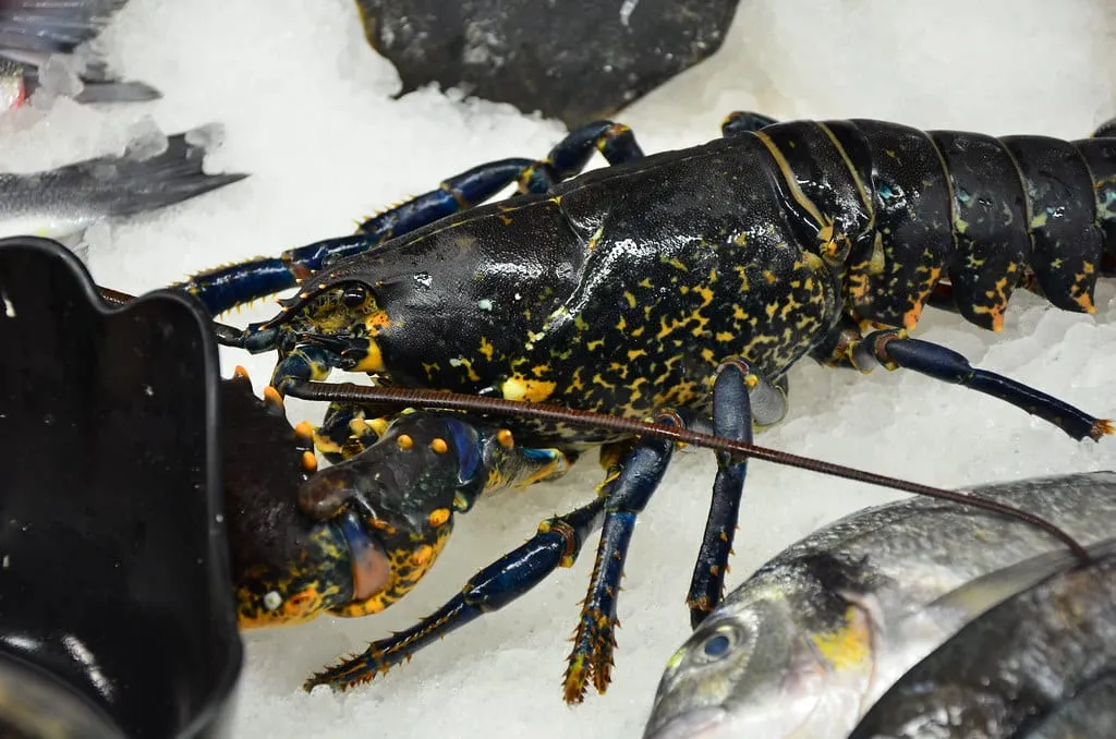 A whole raw lobster on ice at a fish market counter