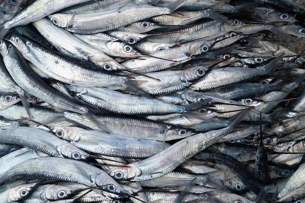 Fresh whole silver fish packed for market