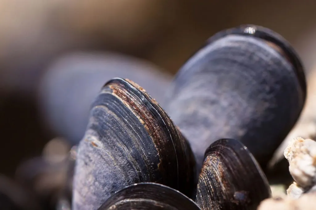 Fresh mussels