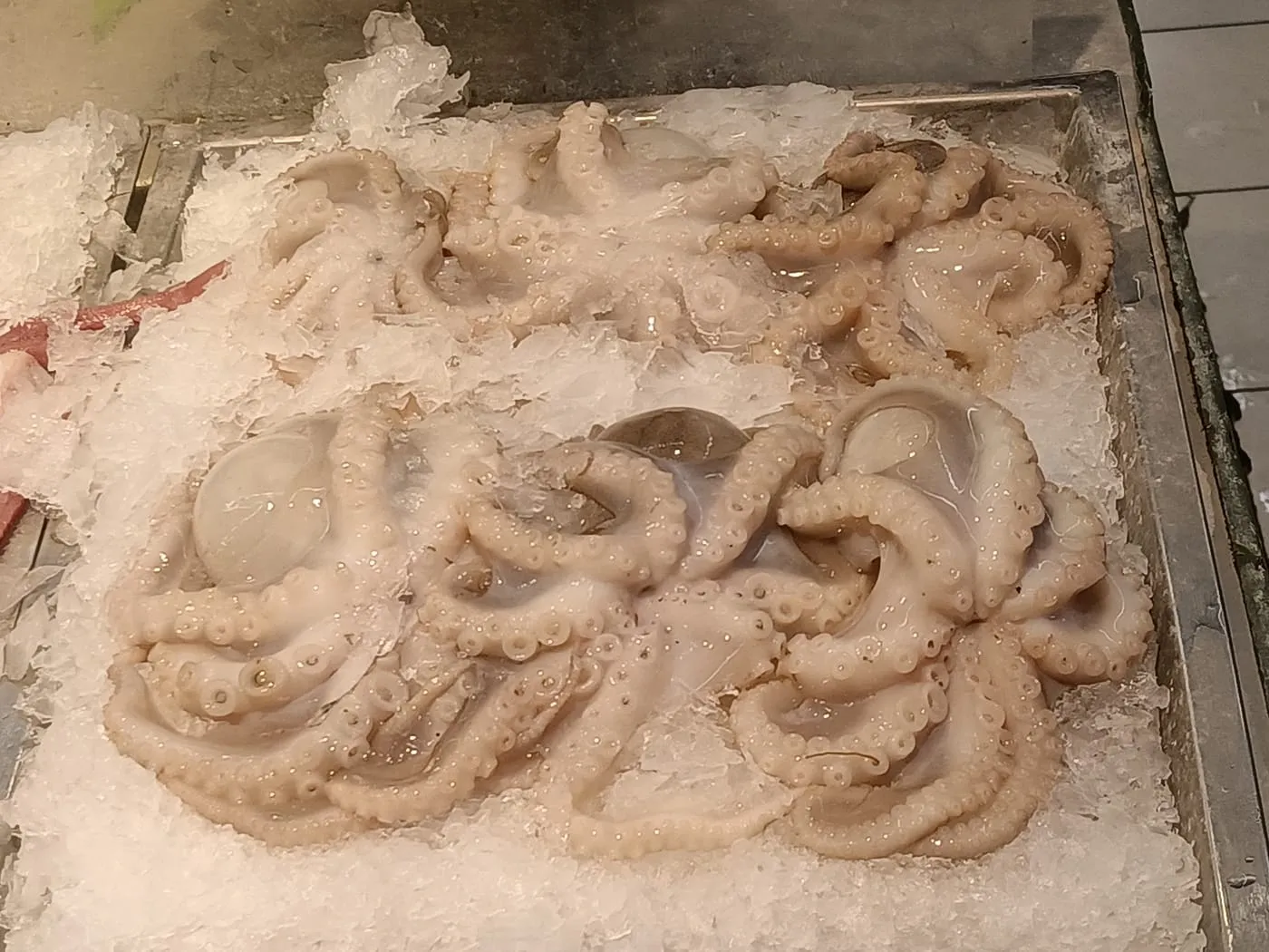 Fresh octopus