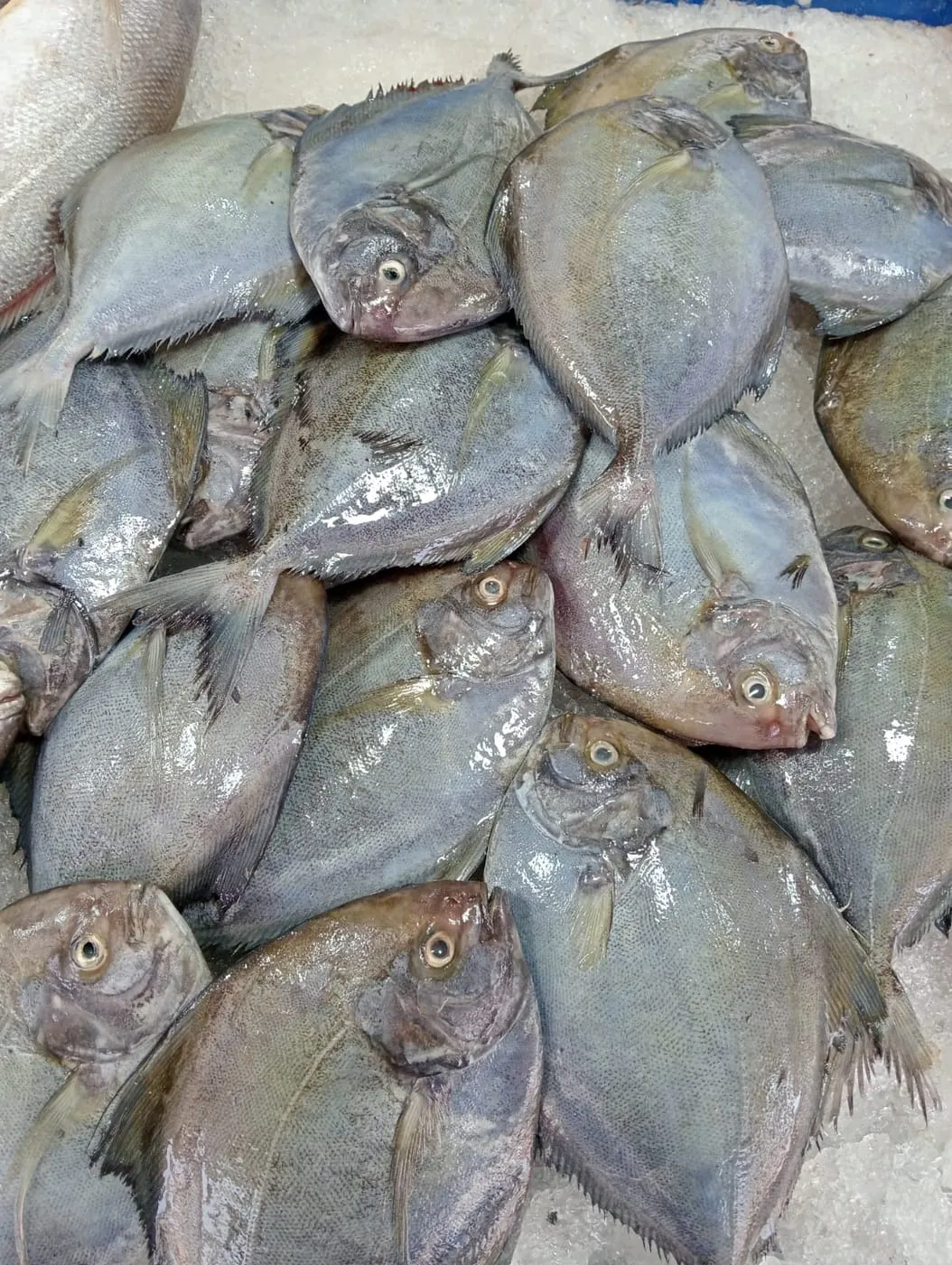 A whole black pomfret