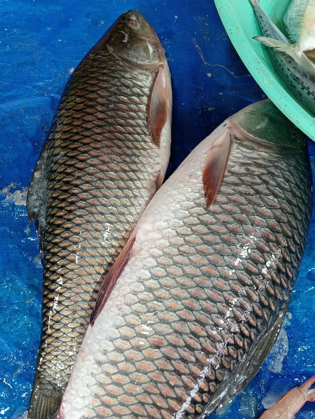 A whole rohu carp
