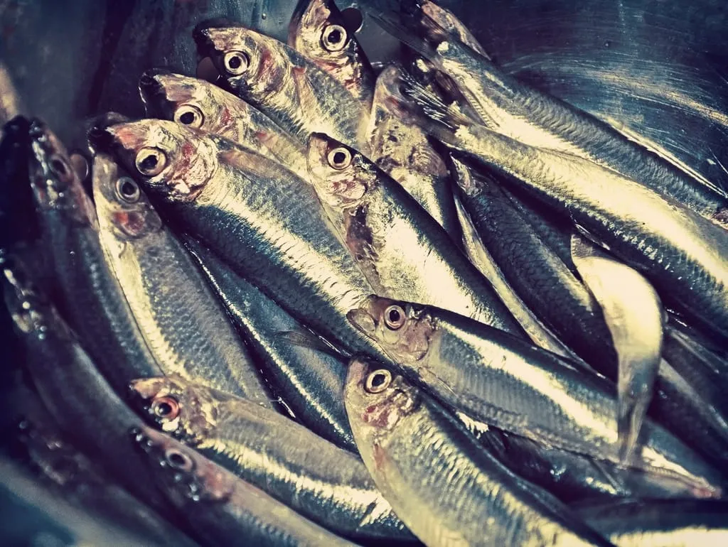 Fresh sardines