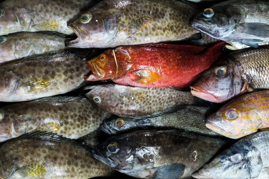 A tray of whole fresh groupers, sold locally as hamour