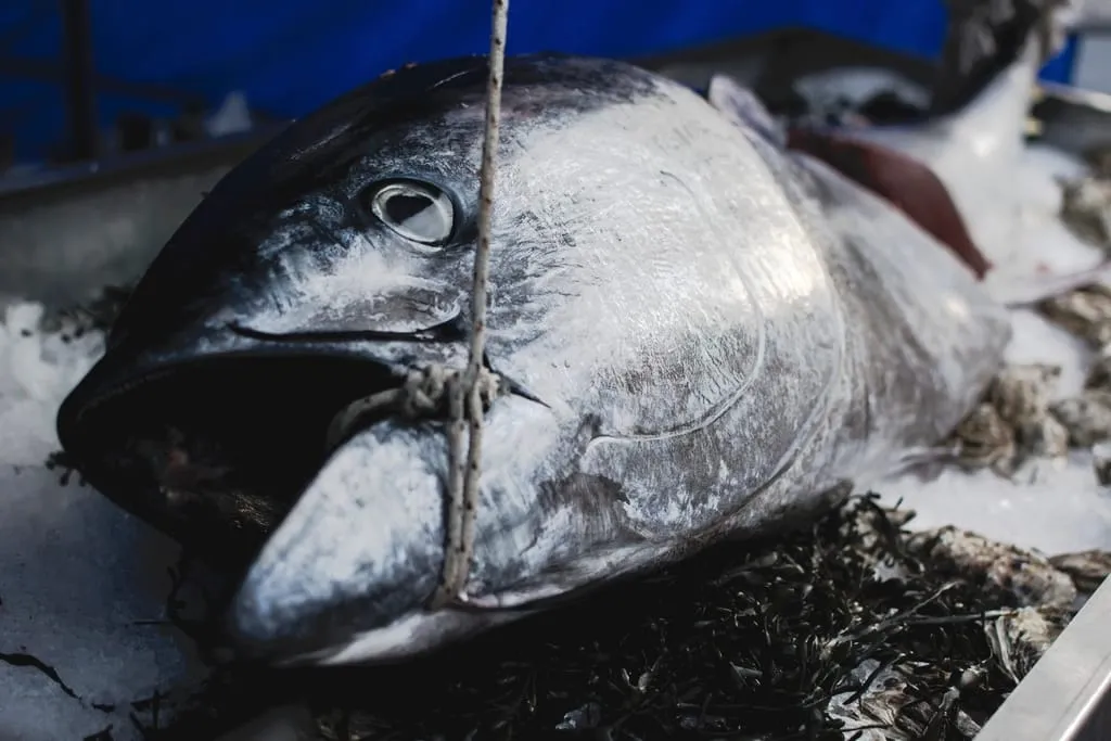 Fresh tuna on display at a market