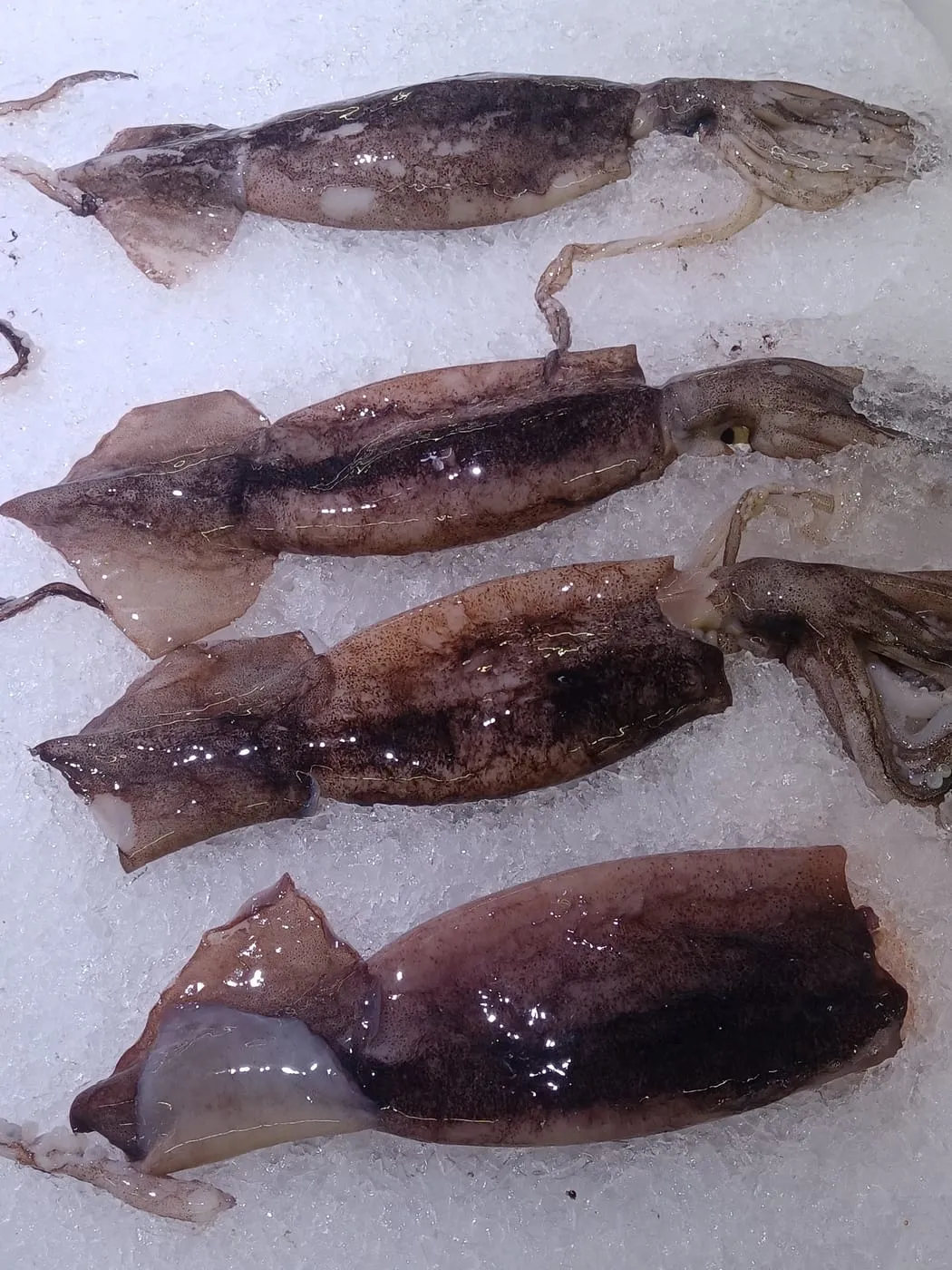 Fresh squid